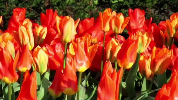 Tulpen in de Keukenhof park. — Stockvideo