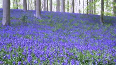 Bluebell çiçek Halle ormandaki,