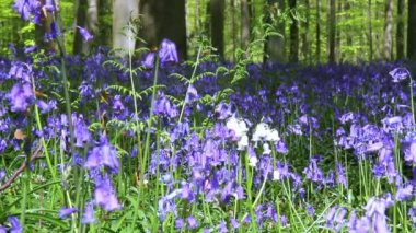 Bluebell çiçek Halle ormandaki,