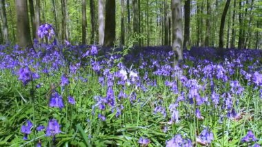 Bluebell çiçek Halle ormandaki,