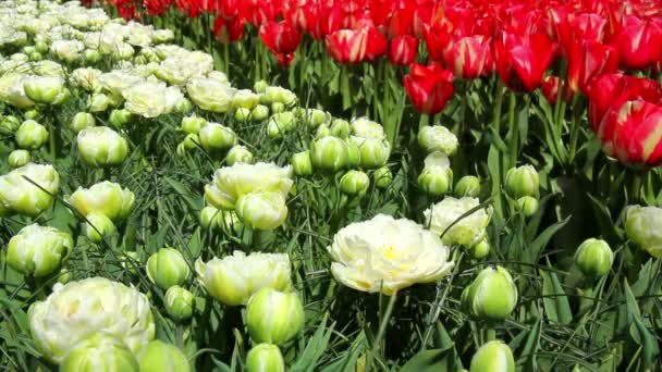 Tulpen in de Keukenhof park. — Stockvideo