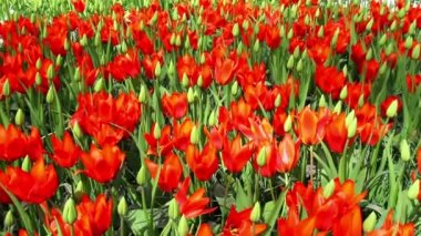 Lale parkta Keukenhof.