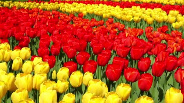 Tulpen in de Keukenhof park. — Stockvideo