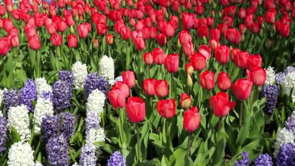 Tulipanes en el parque Keukenhof . — Vídeo de stock