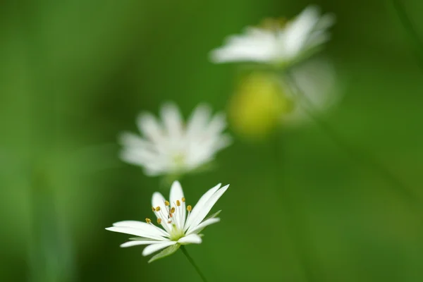 The chickweed flowers — Stock Photo, Image