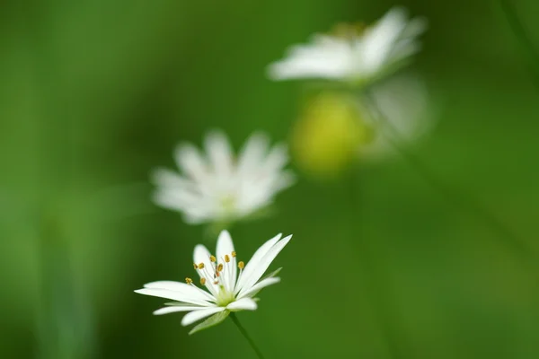 Τα λουλούδια του chickweed — Φωτογραφία Αρχείου