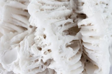 Deniz kabuğu yüzey doku