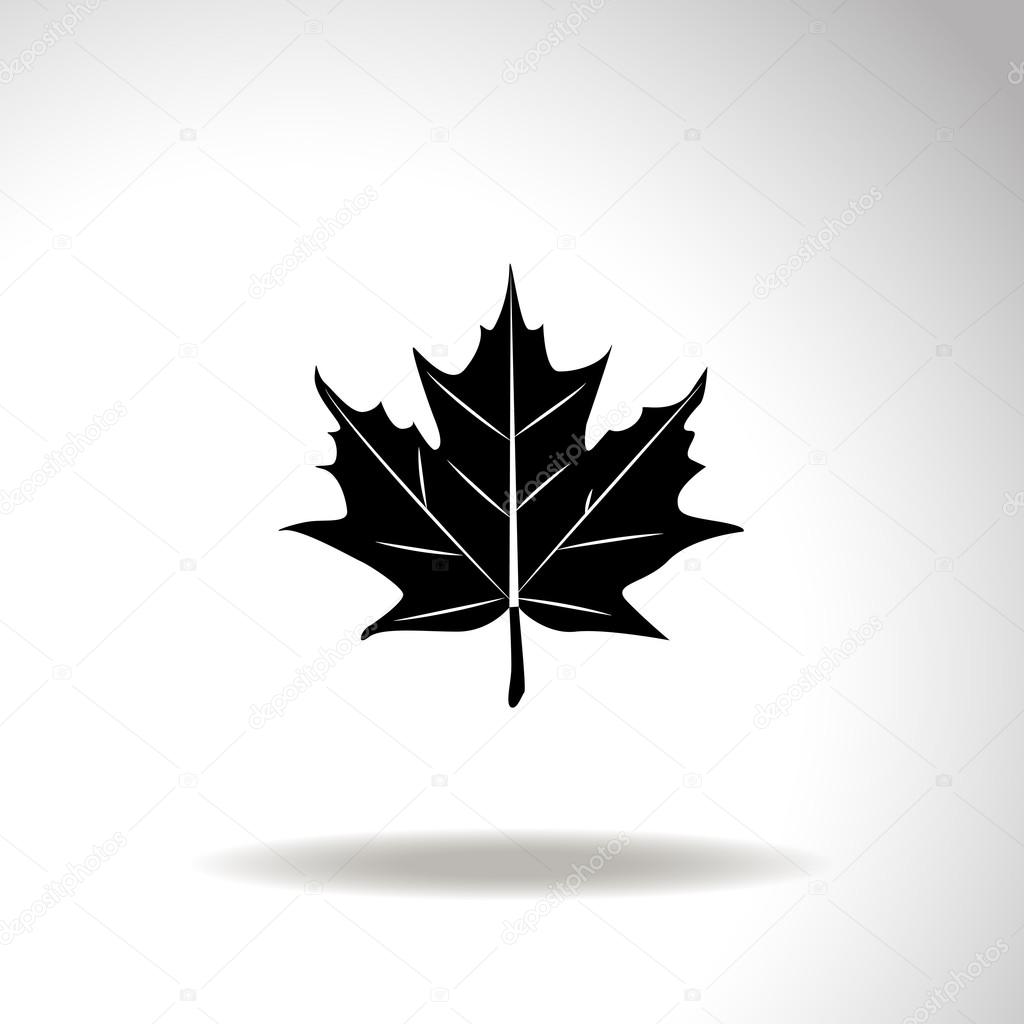 Maple leaf vector icon.