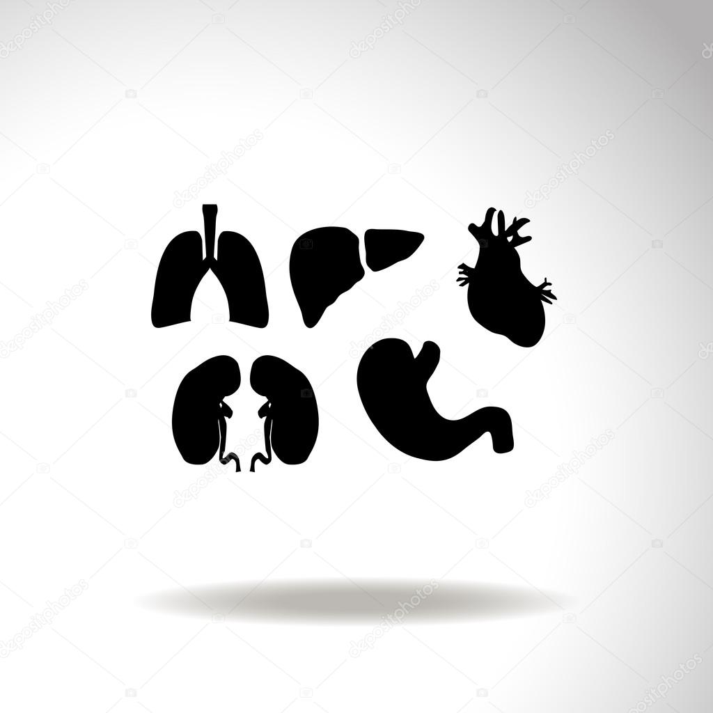 Human organs icons set. Medical symbols. Vector.