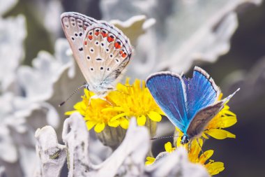 kelebek, Bahar, makro, yaz, arka plan, renk