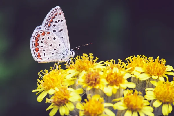 Papillon, printemps, macro, été, fond, couleur — Photo