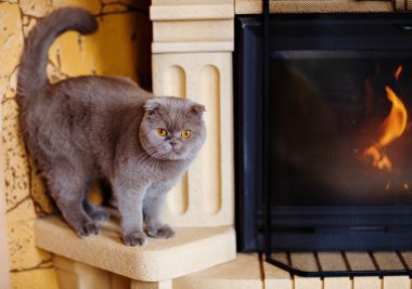 Sarı gözlü şömineye oturan Gri kedi kat