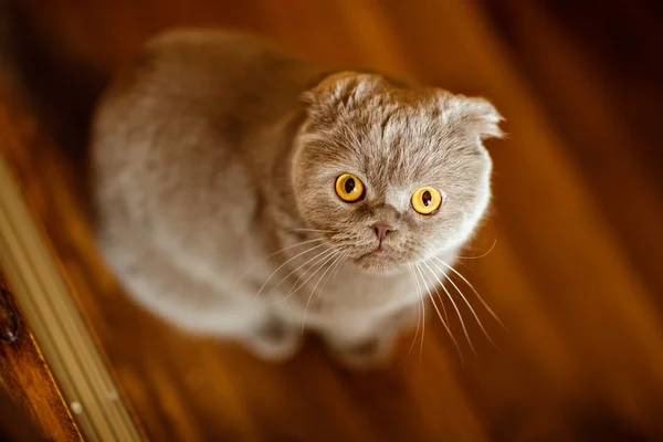 Vouw grijze kat met gele ogen — Stockfoto