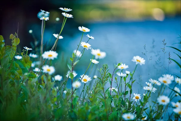 Weiße Gänseblümchen auf blauem Hintergrund — Stockfoto