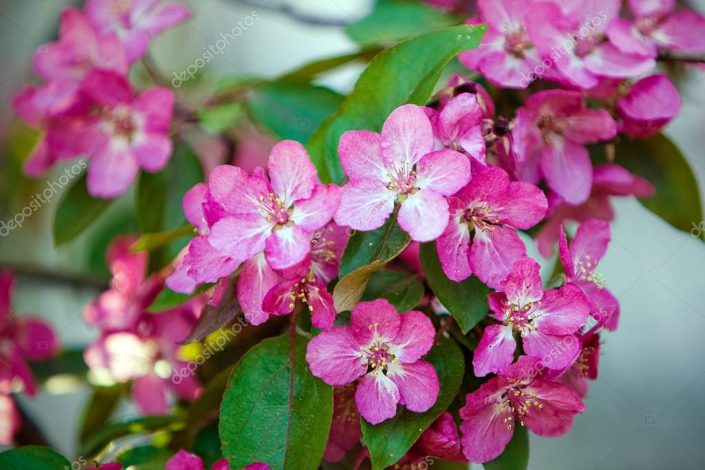 ピンクの花が春に咲く木 — ストック写真 © Coy_Creek 95144014