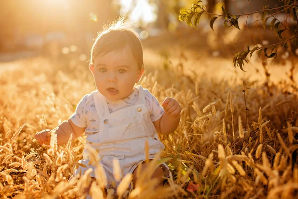 Piccolo adorabile bambino paffuto seduto in una tuta bianca nel campo nelle spighette nei caldi raggi del sole al tramonto in estate — Foto Stock