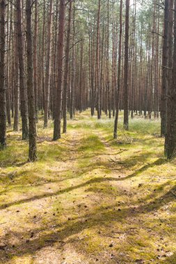 Ağaçlar ormanda kırsal kırsal barış ağaçları