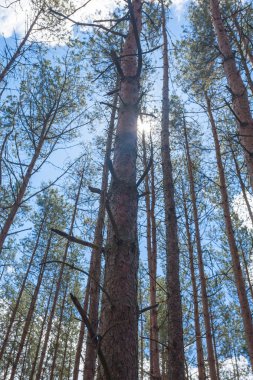 Ağaçlar ormanlar mavi gökyüzü güneş