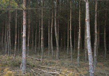 Ağaçlar ormanda kırsal kırsal barış ağaçları