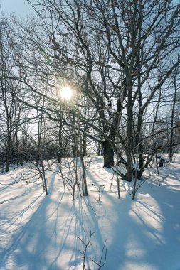 Soğuk bir kış sabahı ağaçların arasından parlayan güneş. Dikey yönelim.