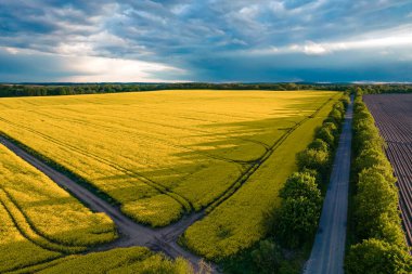 Gün batımında işlenmemiş tarlalar ve sarı tecavüz tarlaları arasındaki hava manzarası. Dramatik gökyüzü