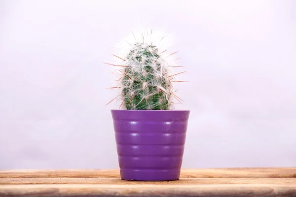 Cactus sobre una mesa de madera . — Foto de Stock