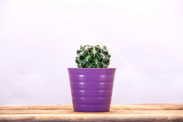 Cactus sobre una mesa de madera . — Foto de Stock