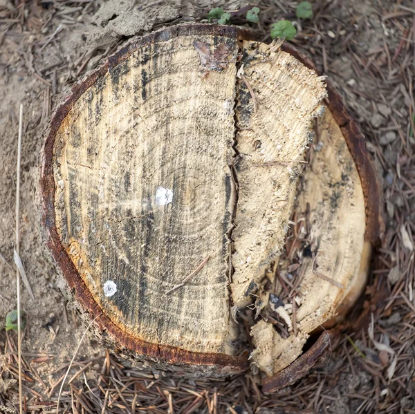 Csupasz fenyő stump az erdőben — Stock Fotó