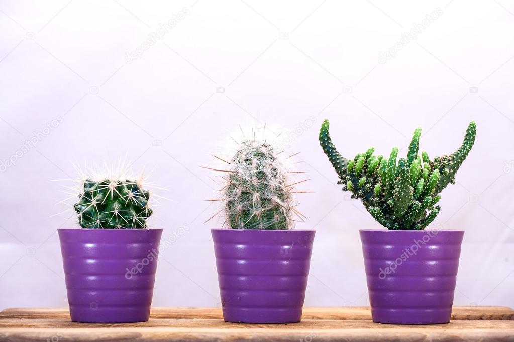 Three cacti in a row on a wooden table.