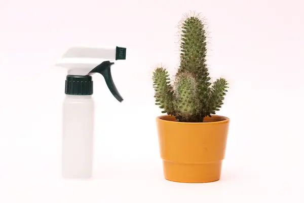 Pulverizador con cactus en maceta . — Foto de Stock