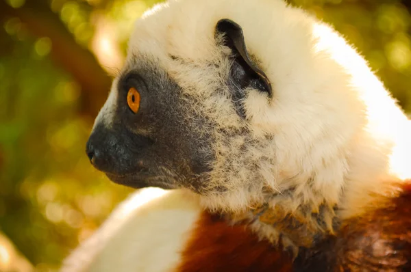 Lémure de perto. Madagáscar — Fotografia de Stock
