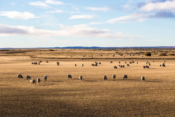 Sheep's enjoy the field — Stock Photo, Image