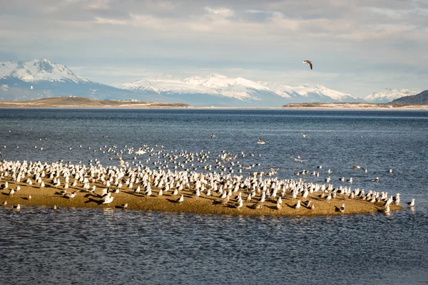 Beau scénario dans la ville d'Ushuaia dans le sud de l'Argentine, Patagonie — Photo