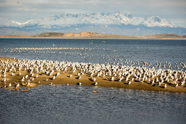 Hermoso escenario en la ciudad de Ushuaia en el sur de Argentina, Patagonia —  Fotos de Stock