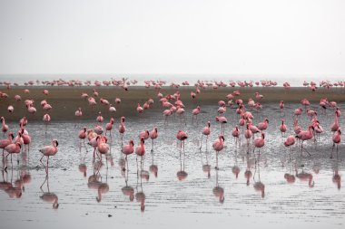 Flamingolar Walvis Bay grup