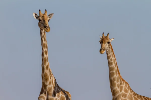 Jirafas en el Parque Nacional Etosha — Foto de Stock