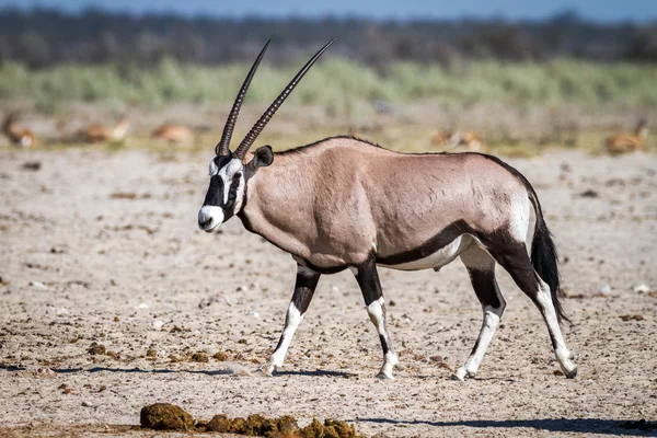 Animais selvagens no Parque Nacional de Etosha — Fotografia de Stock