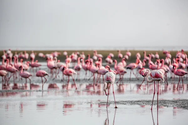 Grupa flamingów w Walvis Bay — Zdjęcie stockowe