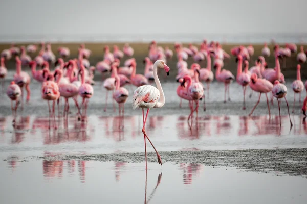 Grupa flamingów w Walvis Bay — Zdjęcie stockowe