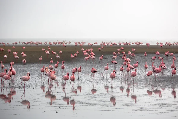Grupa flamingów w Walvis Bay — Zdjęcie stockowe