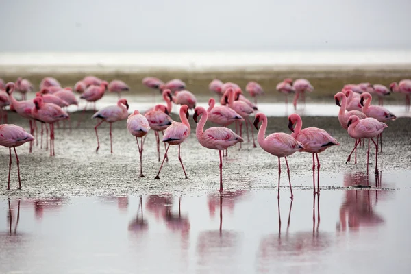 Skupina plameňáků v Walvis Bay — Stock fotografie