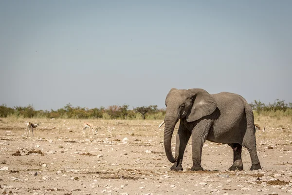 Elefante en el Parque Nacional Etosha en Namibia — Foto de Stock