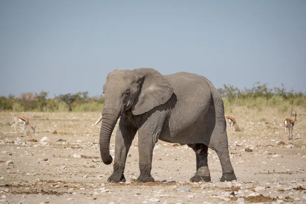 Elefant im Etoscha-Nationalpark in Namibia — Stockfoto