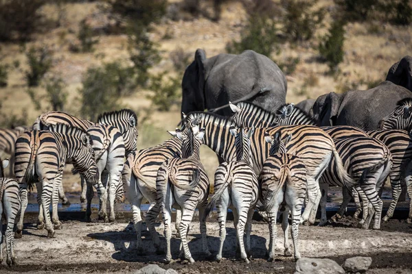 Animali nel Parco Nazionale di Etosha in Namibia — Foto Stock