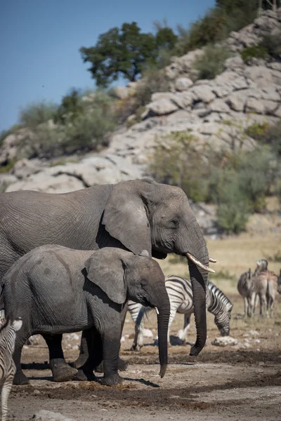 Animales en el Parque Nacional Etosha en Namibia — Foto de Stock