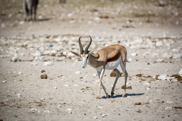 Springbok no parque nacional de Etosha, na Namíbia — Fotografia de Stock