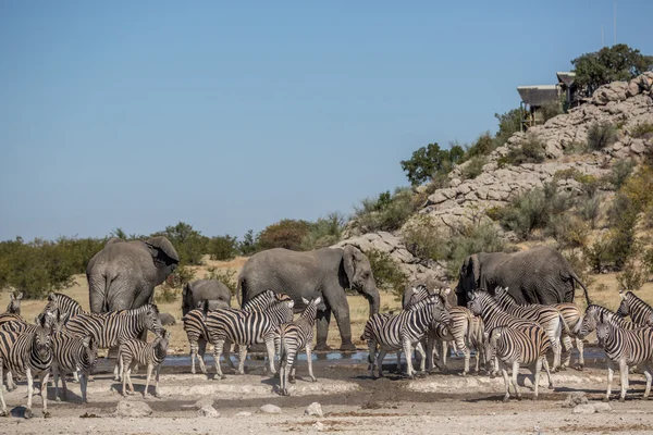 Hayvanlar içinde etkin ulusal Park'ta Namibya — Stok fotoğraf