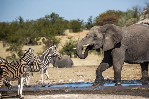 Ζώα στο εθνικό πάρκο Ετόσα στην Ναμίμπια — Φωτογραφία Αρχείου