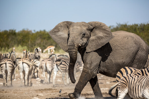Animals in the Etosha National Park in Namibia