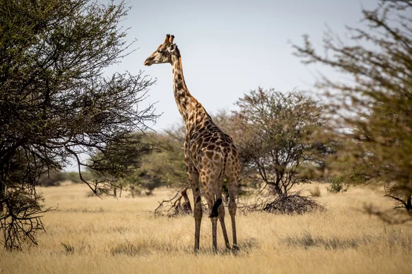 Jirafa en el norte de Namibia — Foto de Stock